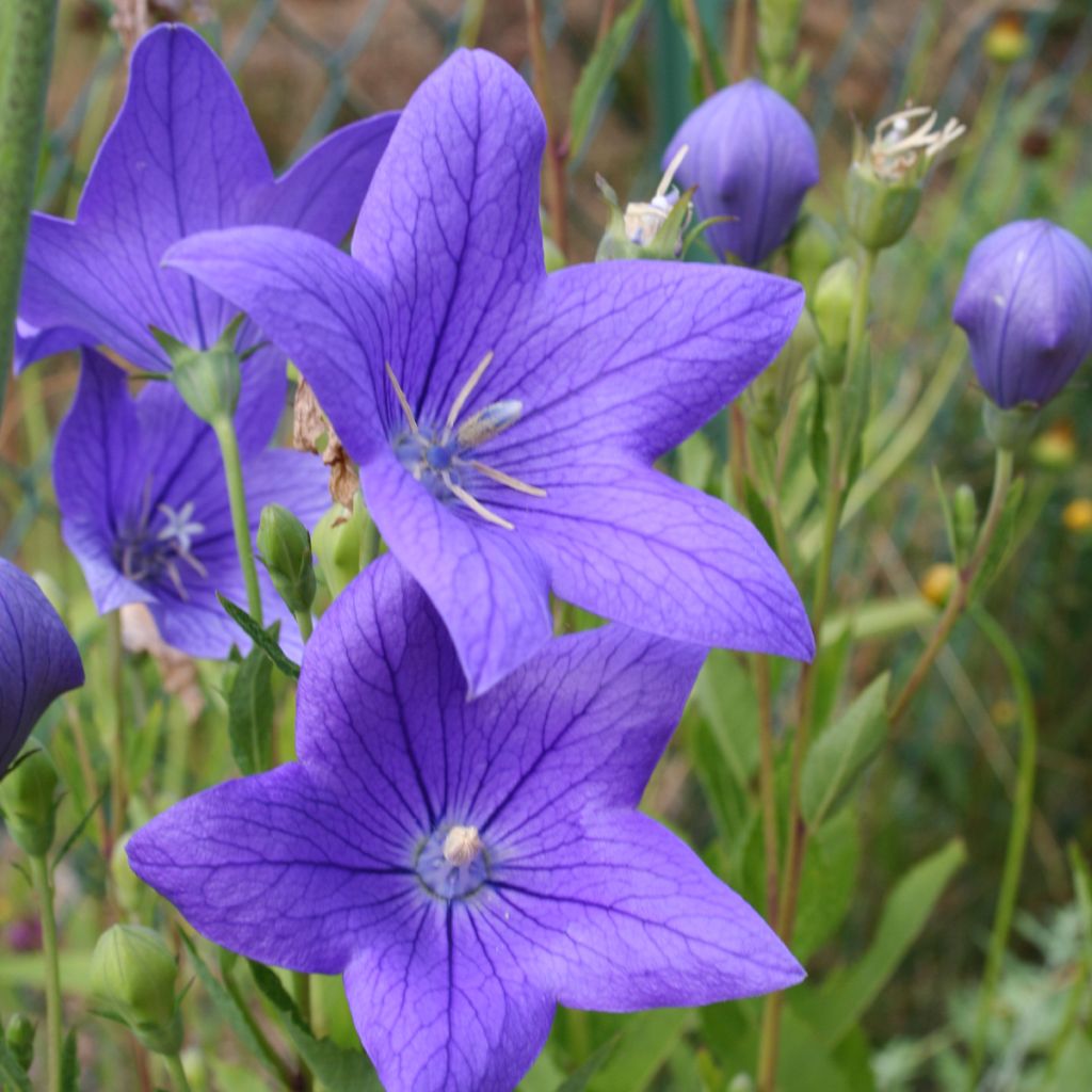 Platycodon grandiflorus Fuji Blue