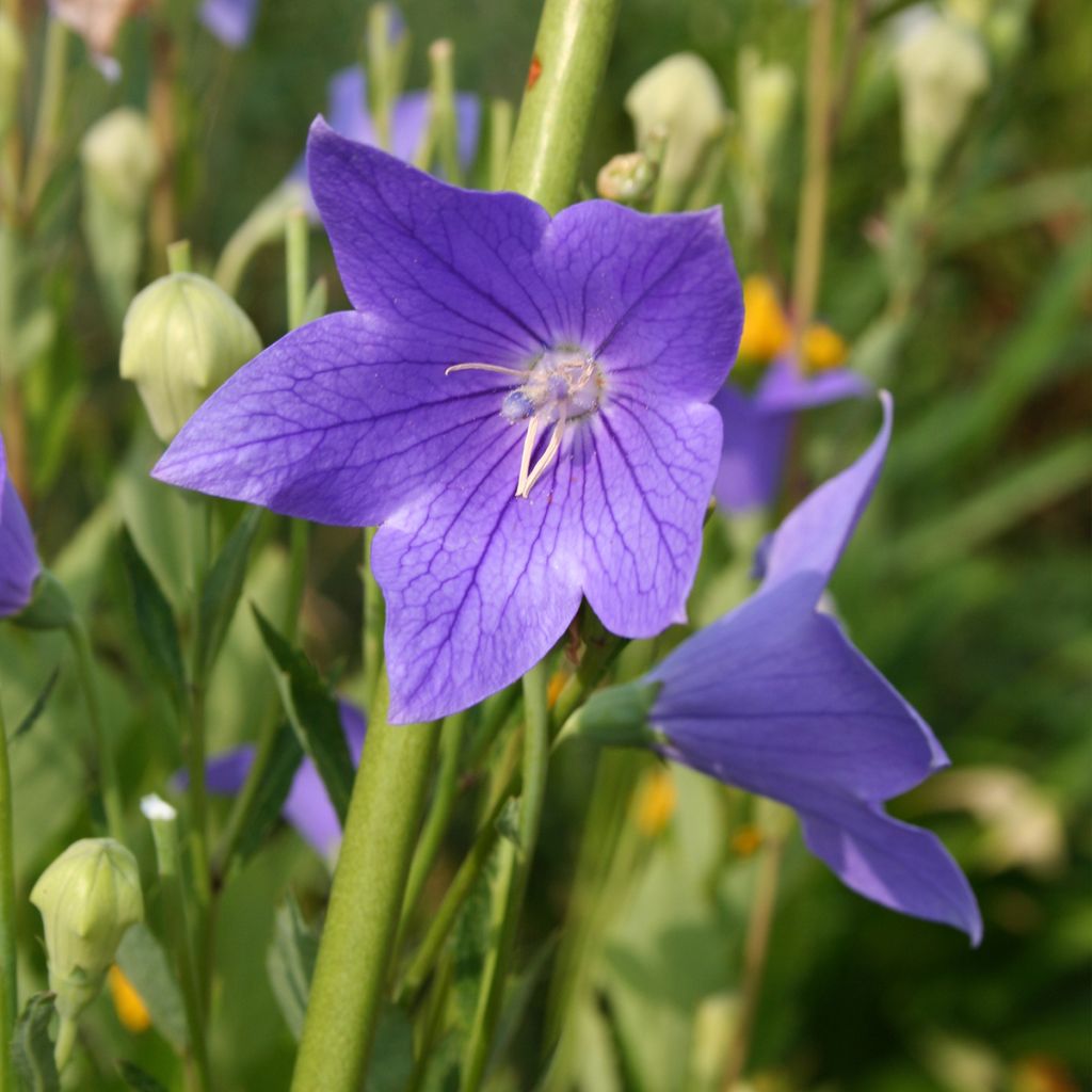 Platycodon grandiflorus Fuji Blue