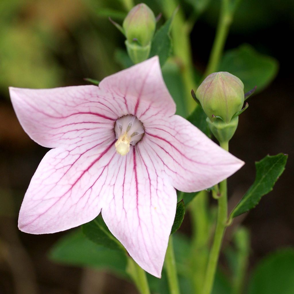 Platycodon grandiflorus Perlmutterschale rose - Campanule à grandes fleurs