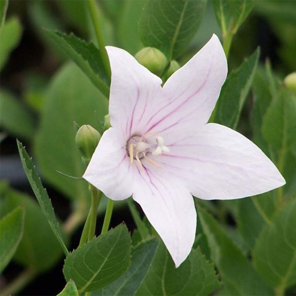 Platycodon grandiflorus Perlmutterschale rose - Campanule à grandes fleurs