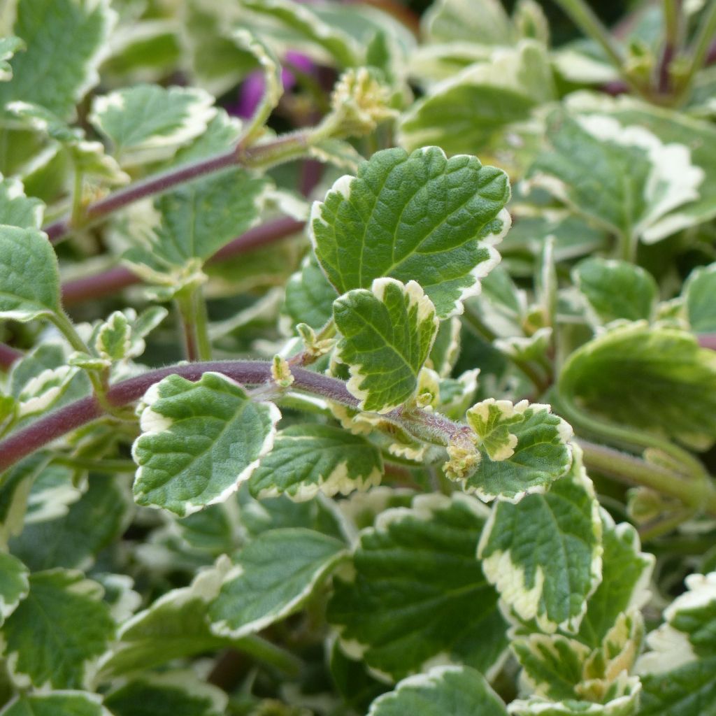 Plectranthus coleoides Variegatus panaché