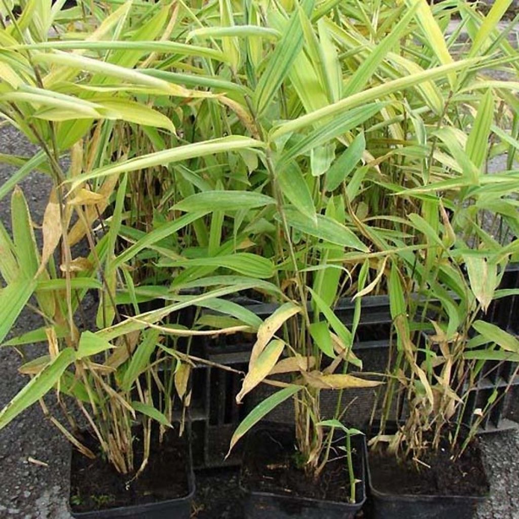 Pleioblastus auricomus - Bambou nain doré