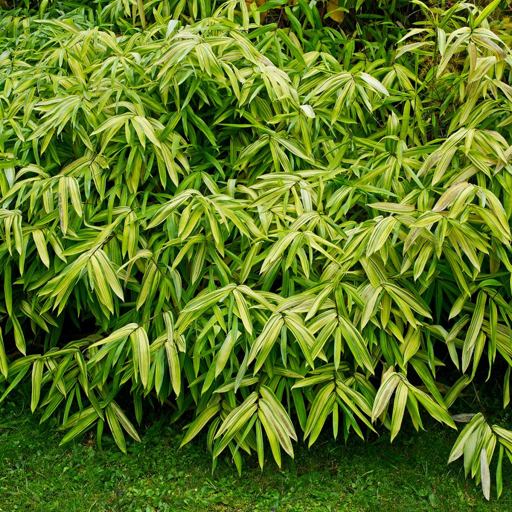 Pleioblastus auricomus - Bambou nain doré
