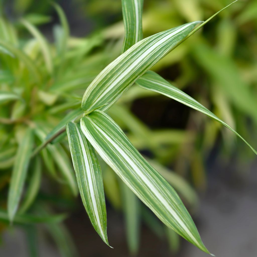 Pleioblastus fortunei Variegatus - Bambou nain