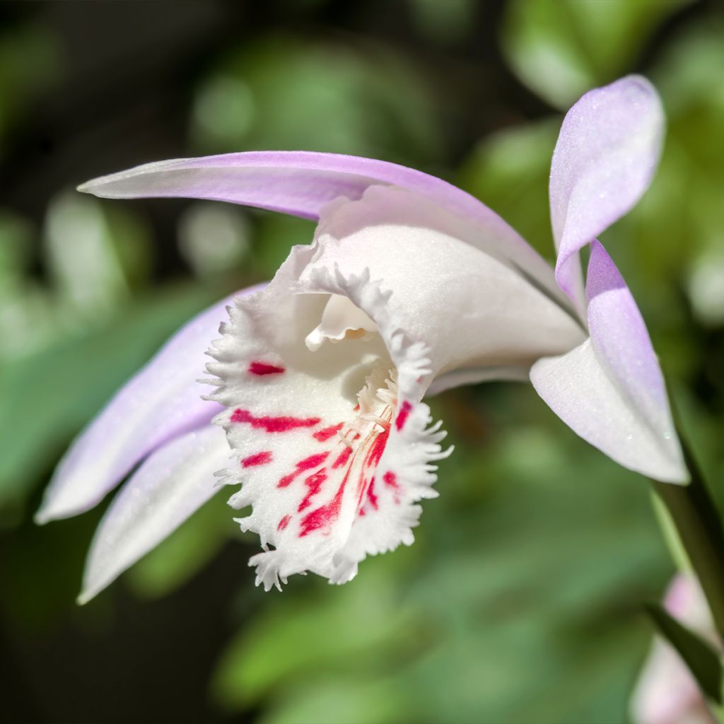 Pleione Glacier Peak - Orchidée terrestre