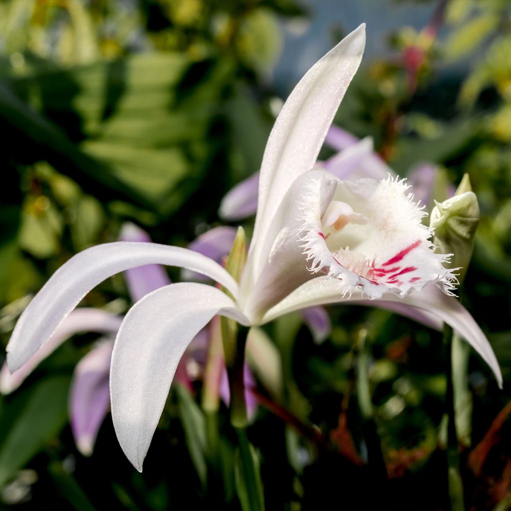 Pleione Glacier Peak - Orchidée terrestre