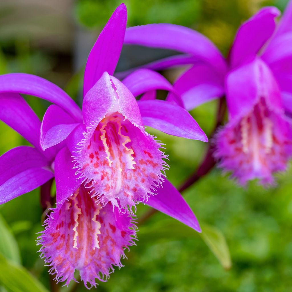 Pleione Tongariro - Orchidée terrestre