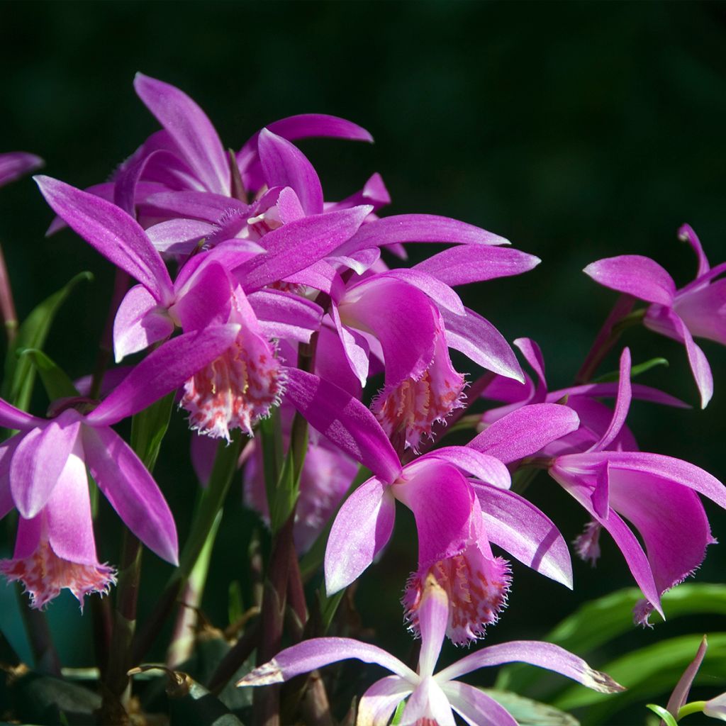 Pleione Tongariro - Orchidée terrestre
