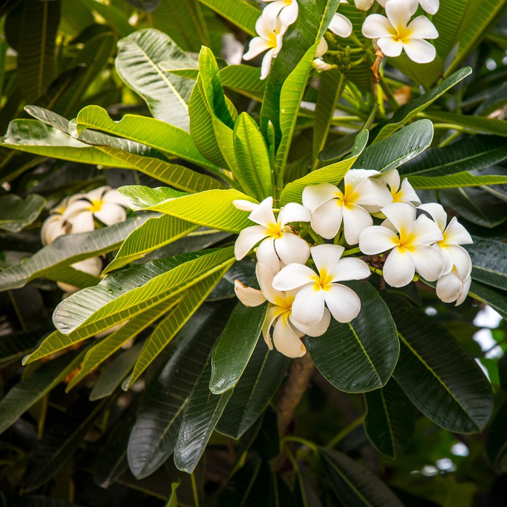 Plumeria obtusa - Frangipanier