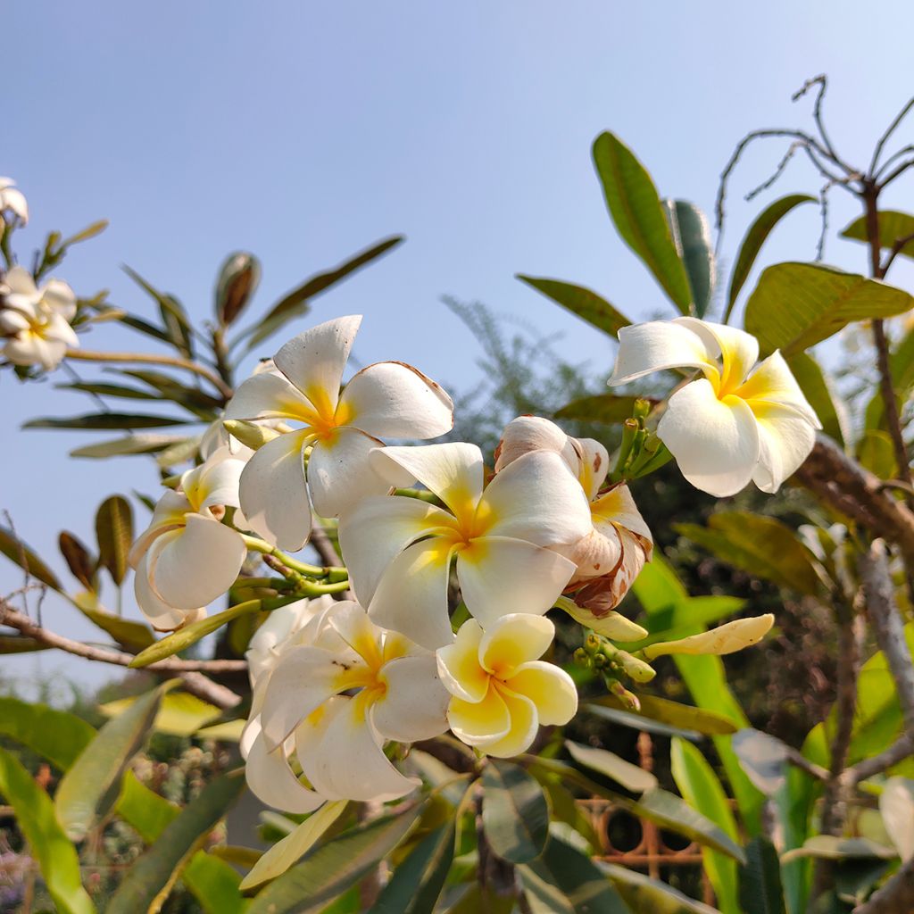 Plumeria obtusa - Frangipanier