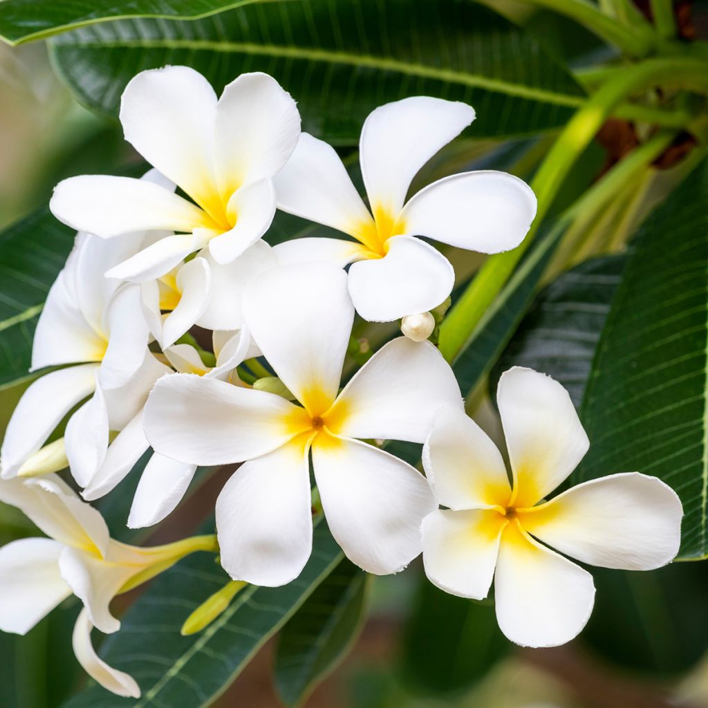 Frangipanier - Plumeria obtusa - Plante tropicale à fleurs blanches  parfumées