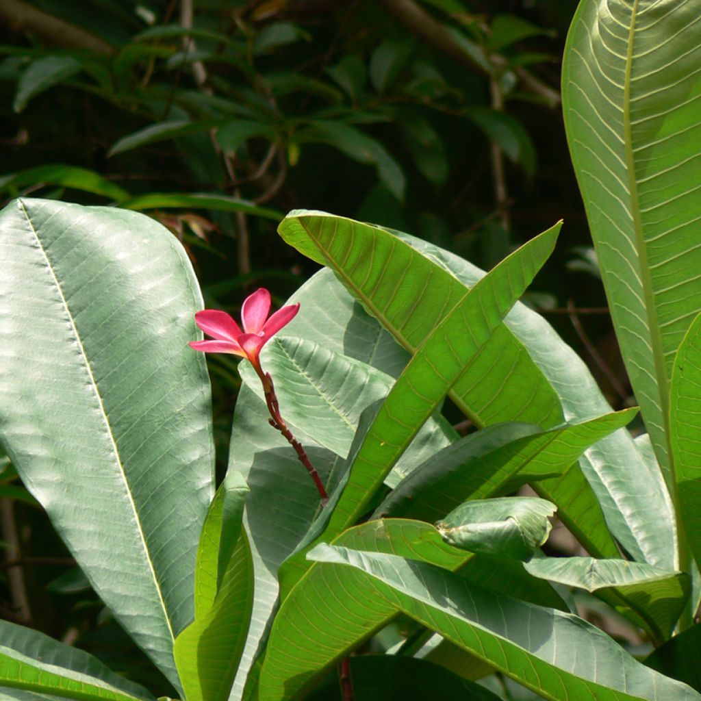 Plumeria rubra - Frangipanier rouge ou commun