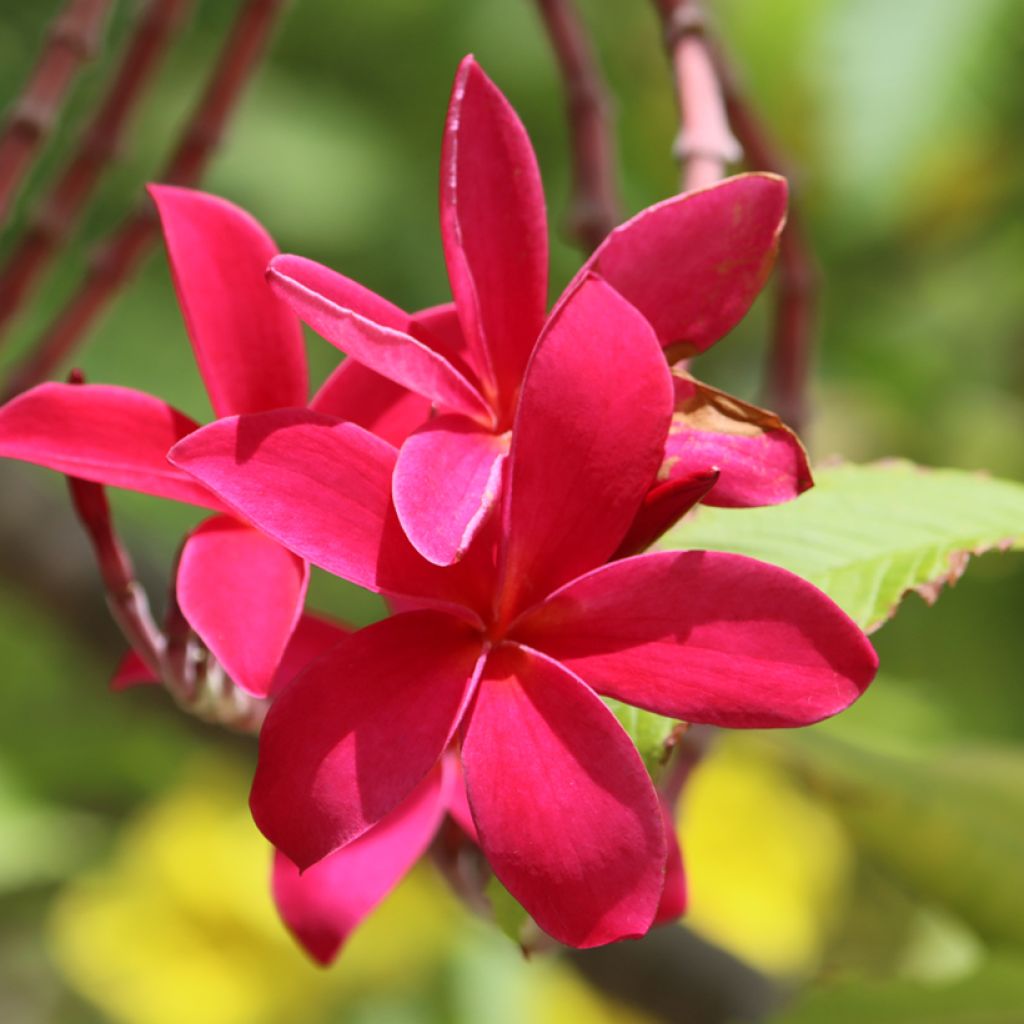 Plumeria rubra - Frangipanier rouge ou commun