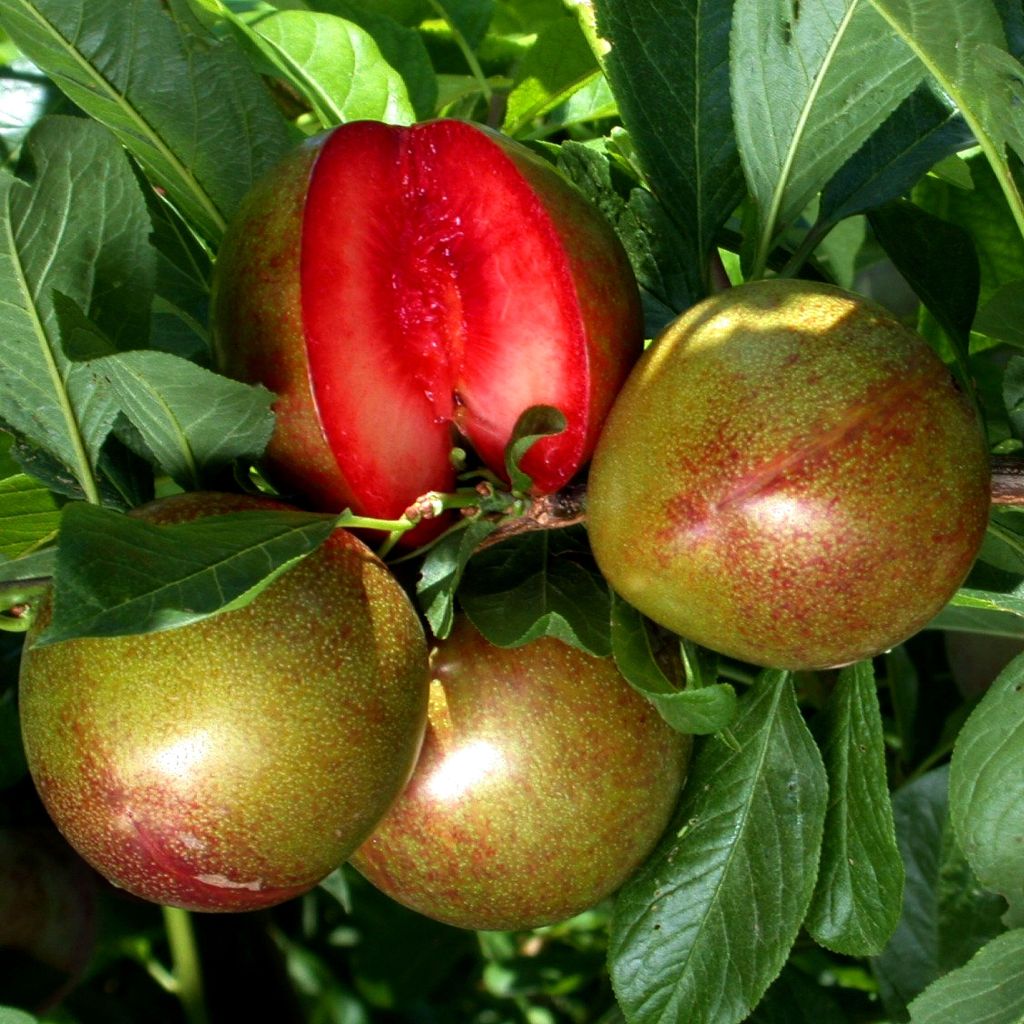 Pluot® Flavor Supreme® - Prunus Pluot