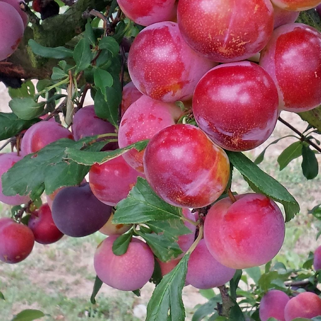 Pluot® Pink Candy® - Prunus Pluot