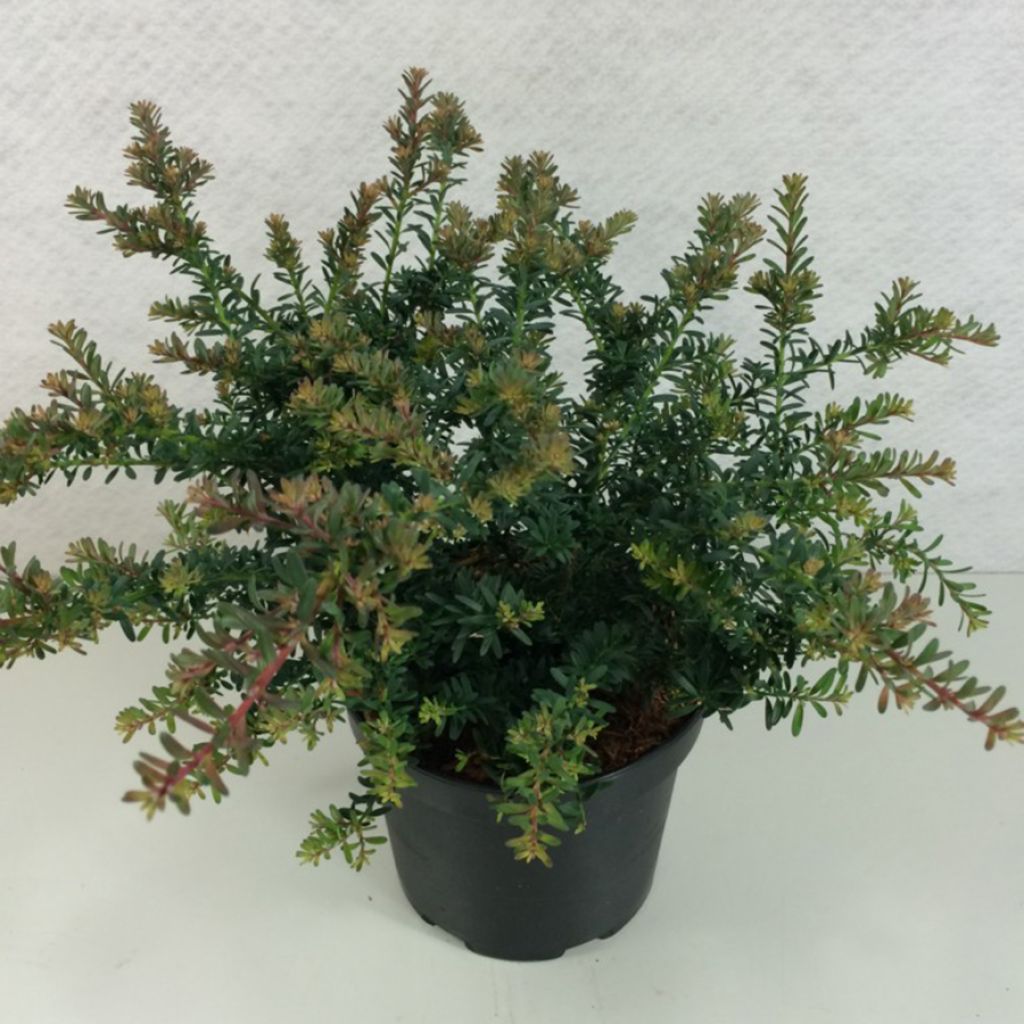 Podocarpus lawrencii Blue Gem                   