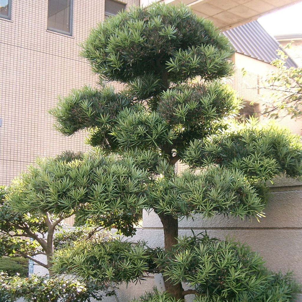 Podocarpus macrophyllus -  Pin des bouddhistes                          