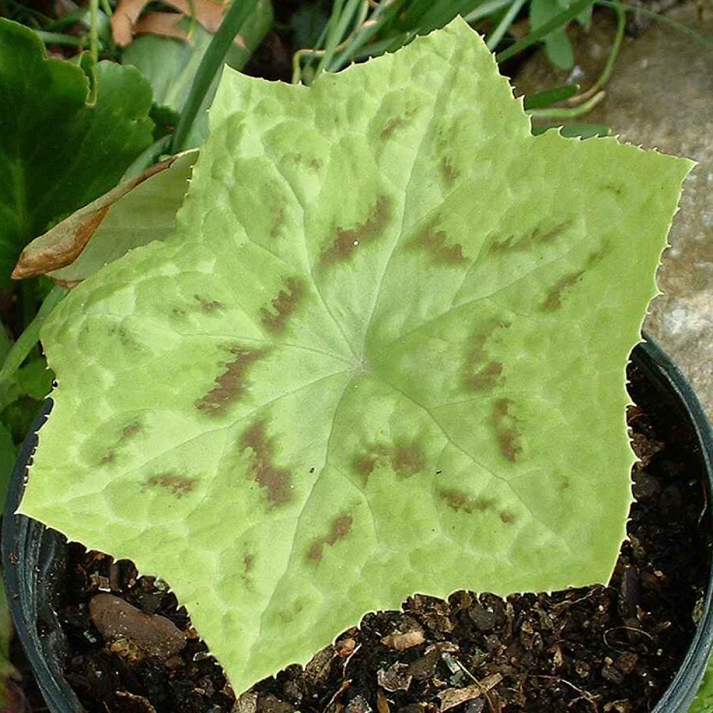 Podophyllum Kaleidoscope - Dysosma hybride