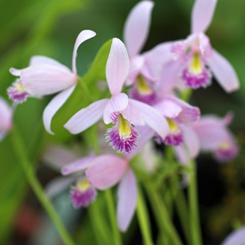 Pogonia ophioglossoides - Pogonie langue-de-serpent