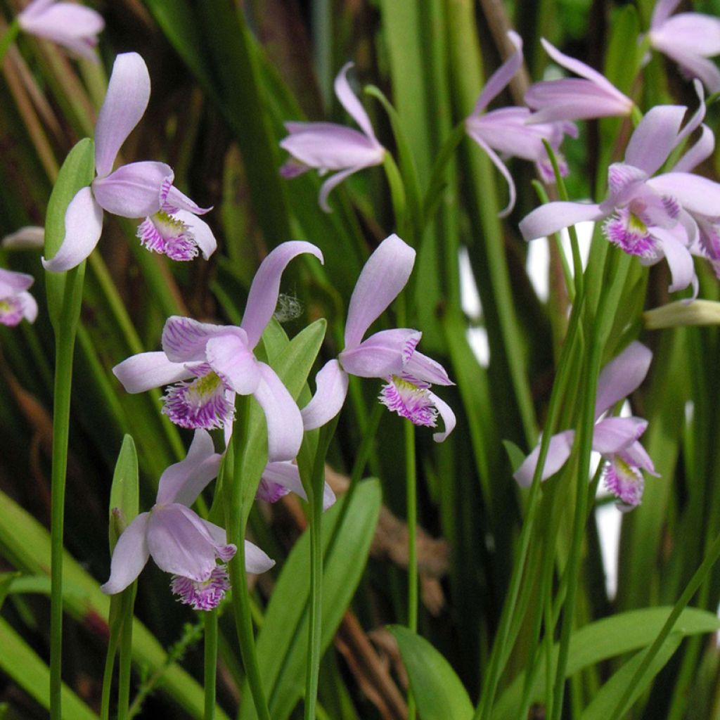 Pogonia ophioglossoides - Pogonie langue-de-serpent