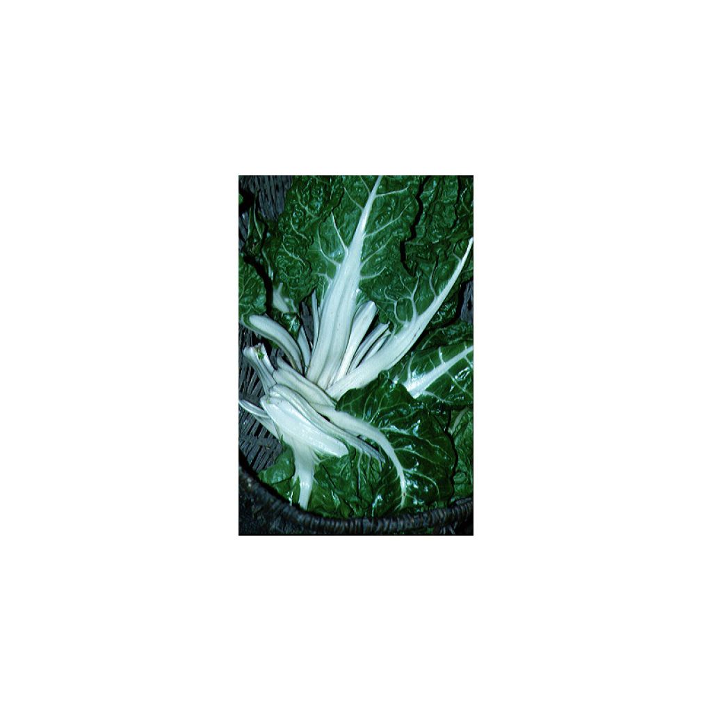 Poirée verte Carde Blanche - Blette - Beta vulgaris