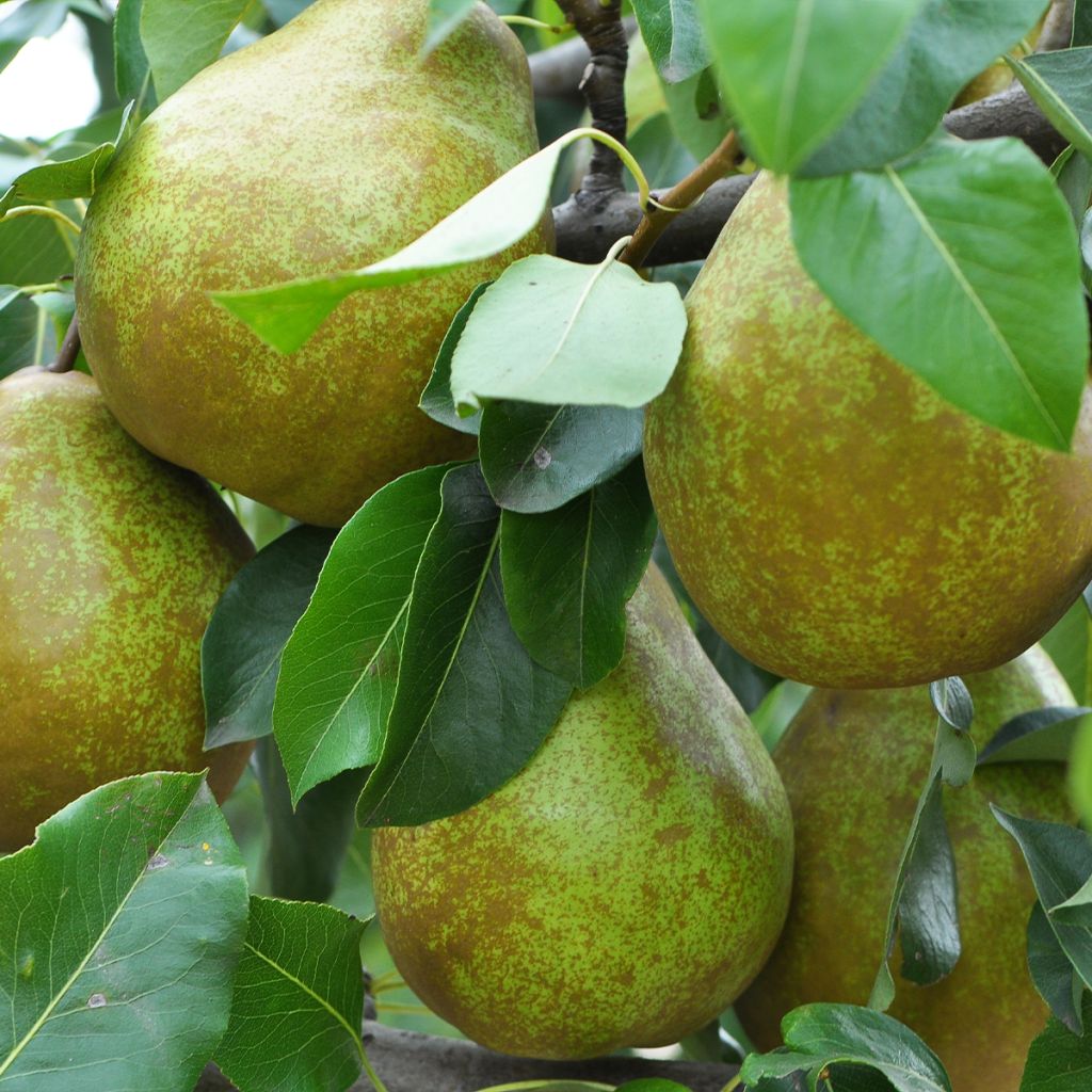 Poirier Dubbele Philip - Beurre de Mérode - Pyrus communis Buisson en racines nues