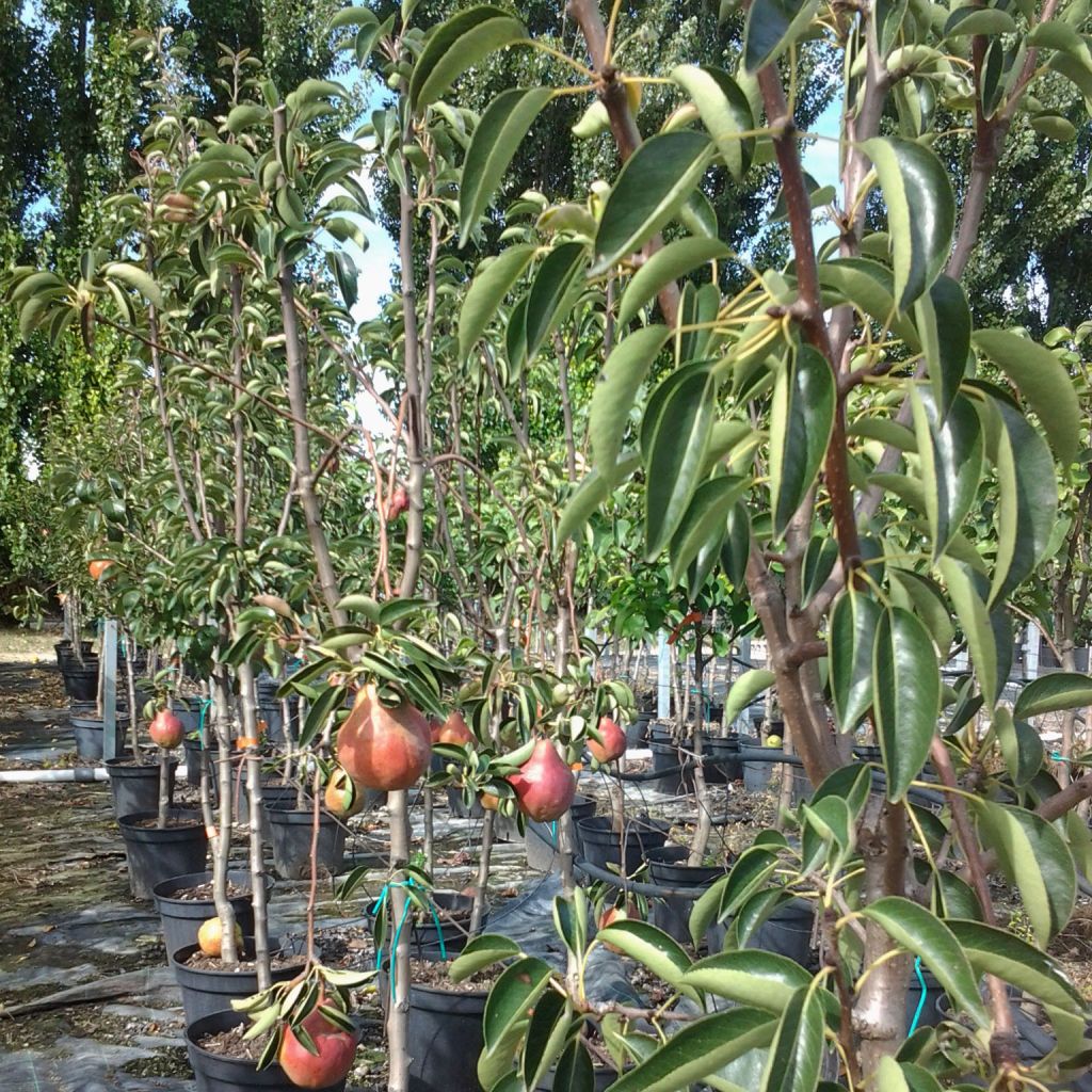 Poirier William's Rouge - Pyrus communis