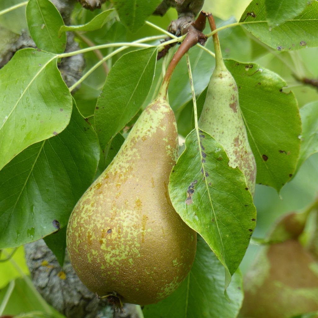 Poirier nain Fruit me Pear me Conférence