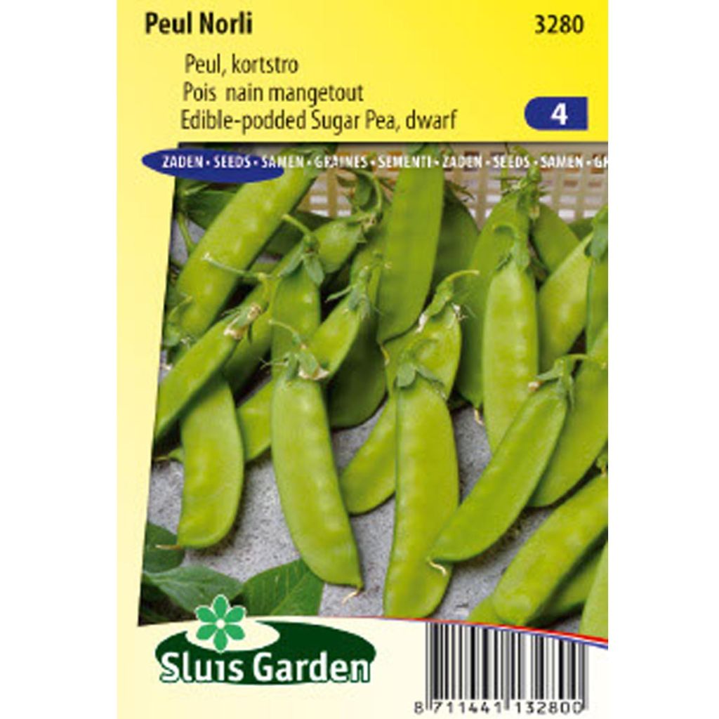 Pois nain mangetout Norli - Pisum sativum