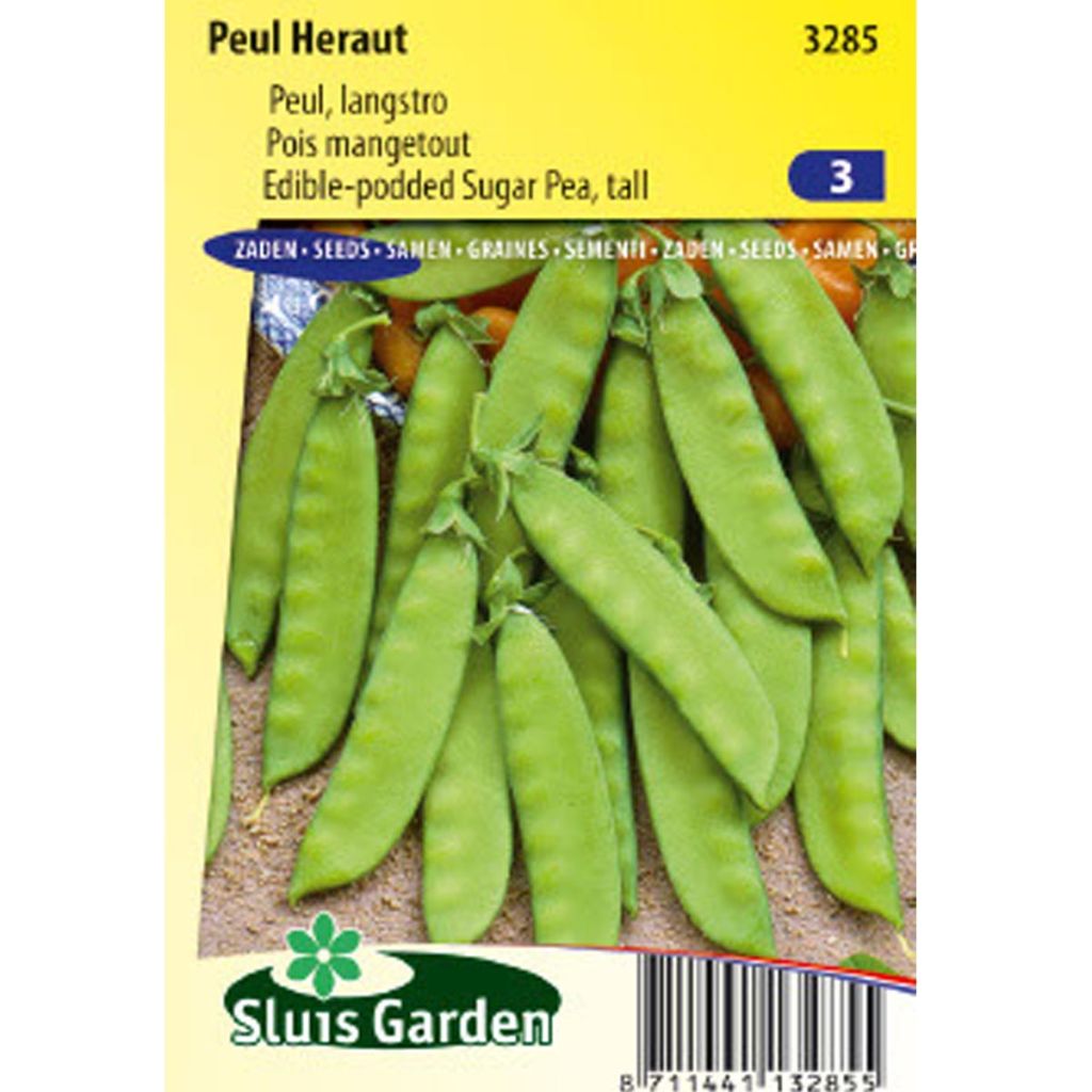 Pois à rames mangetout Héraut- Pisum sativum