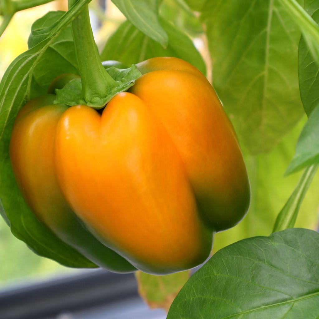 Poivron Ariane F1 - Capsicum annuum