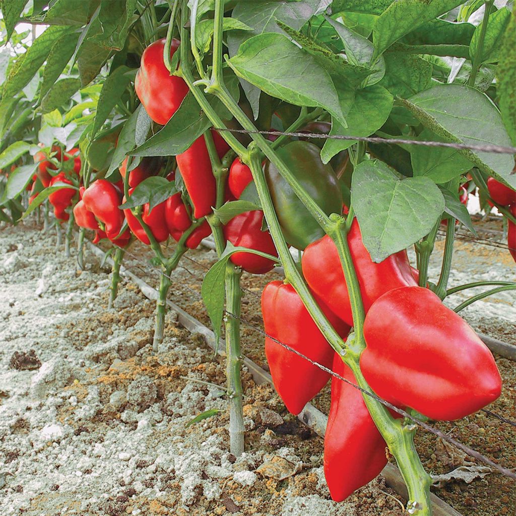 Poivron Piquillo AB - Ferme de Ste Marthe