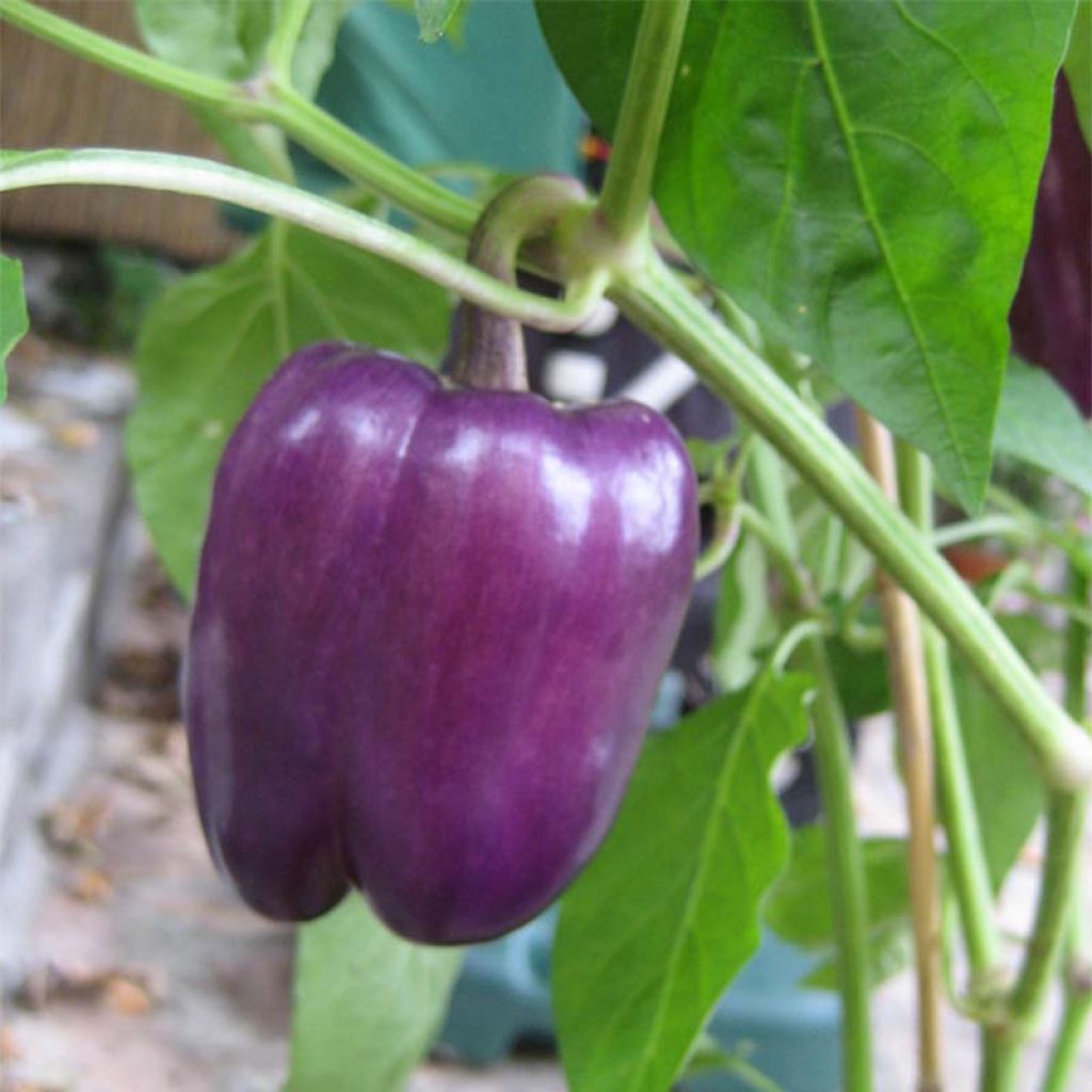 Poivron Purple Bell - variété à fruits violets - Graines potagères