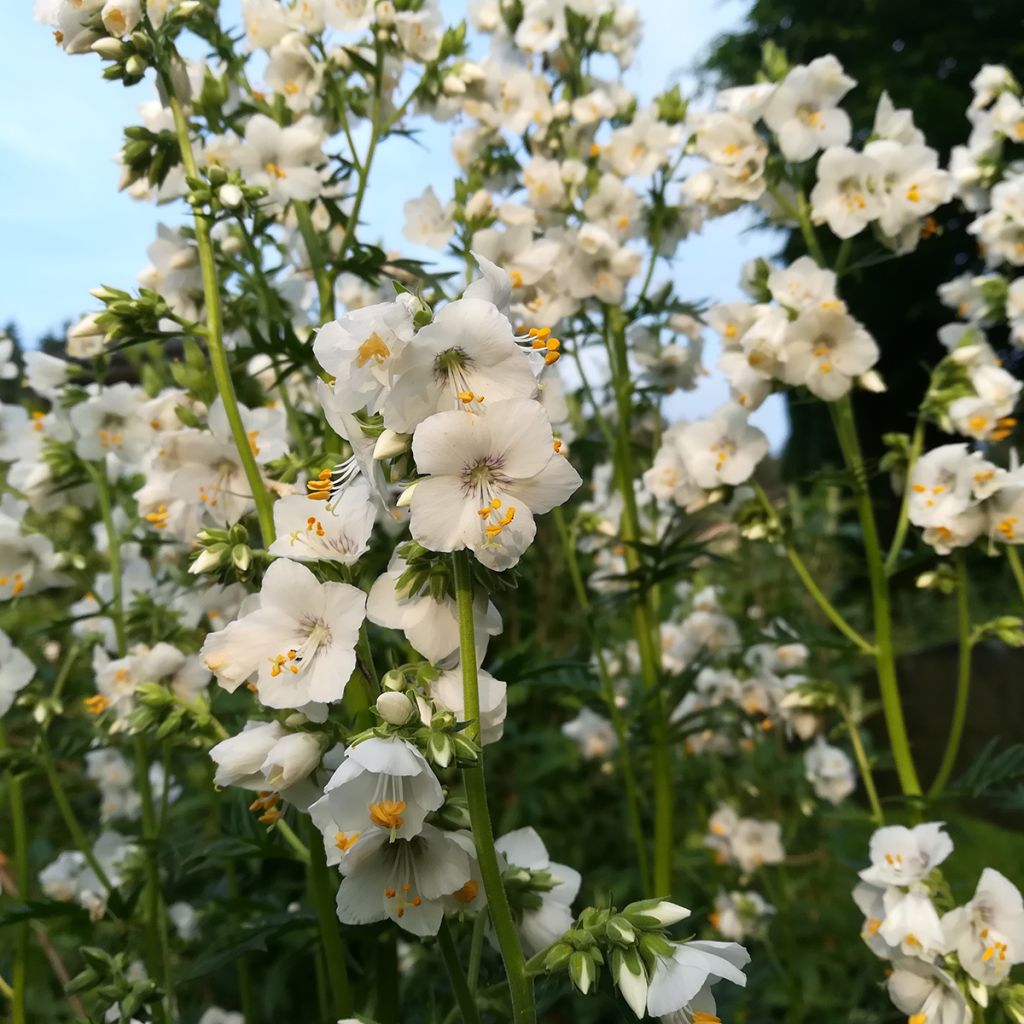 Polemonium caeruleum Album