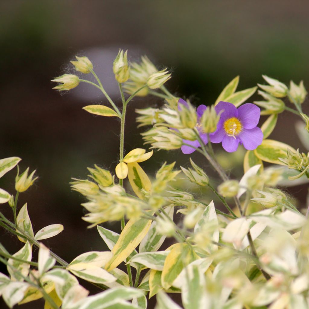 Polemonium pulcherrimum Golden Feathers - Polémoine