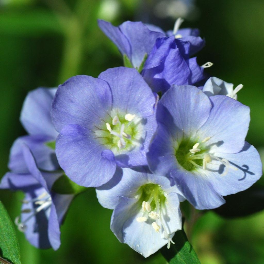 Polemonium reptans - Valériane grecque rampante