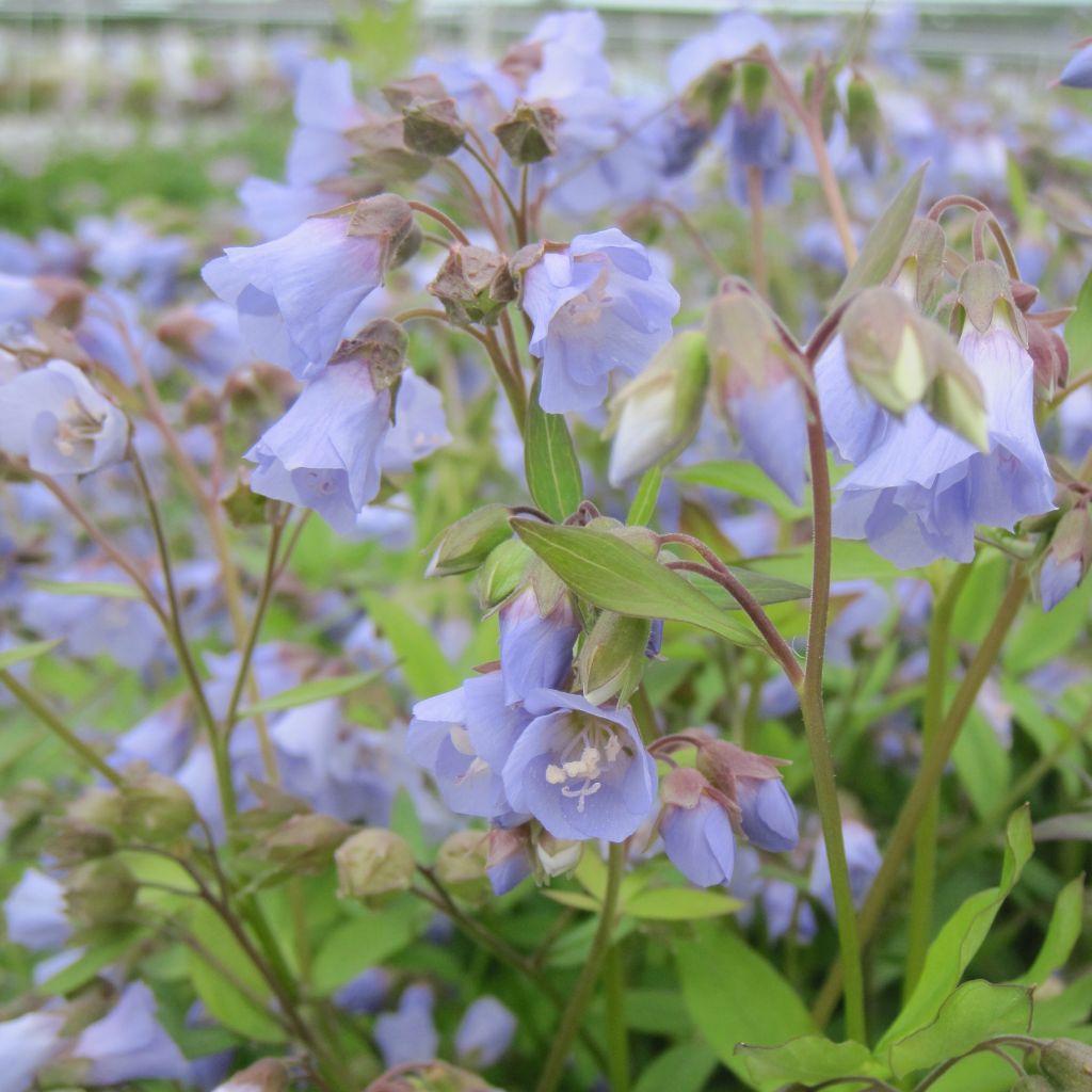 Polemonium reptans Blue Pearl - Valériane grecque rampante