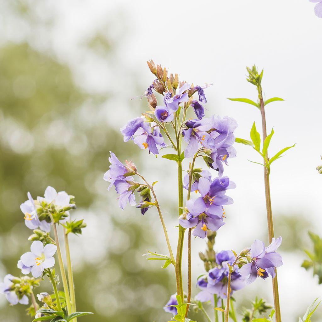 Polemonium reptans Blue Pearl - Valériane grecque rampante