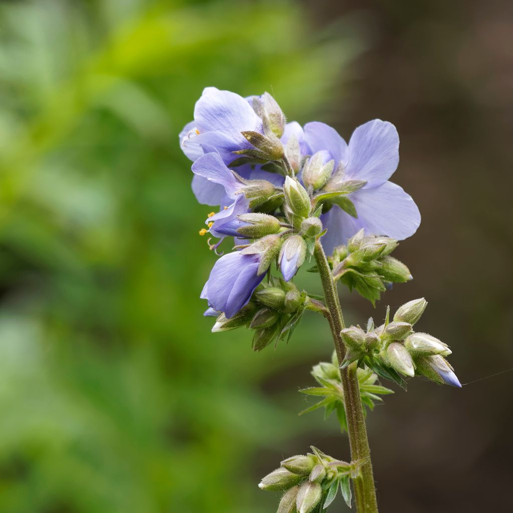 Polemonium reptans Blue Pearl - Valériane grecque rampante