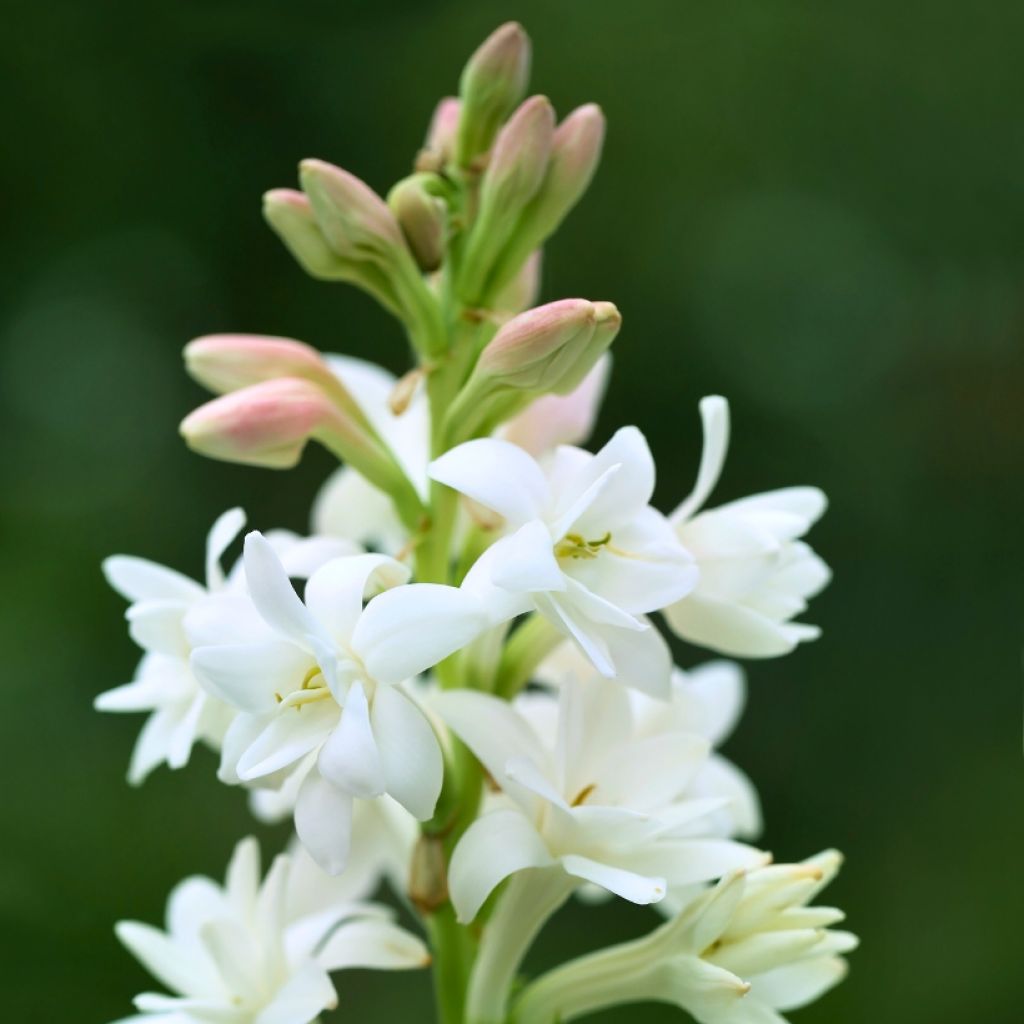 Polianthes tuberosa The Pearl - Tubéreuse Blanche Double La perle