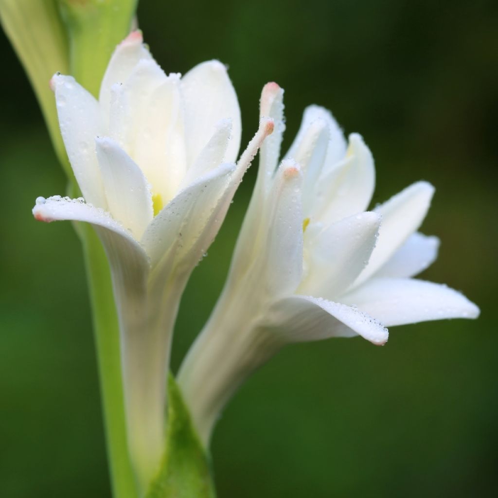 Polianthes tuberosa The Pearl - Tubéreuse Blanche Double La perle