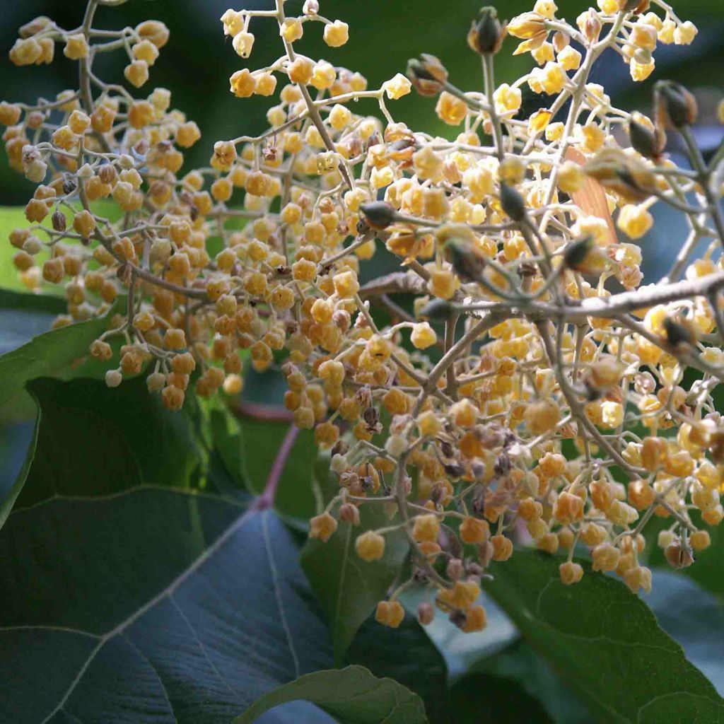 Poliothyrsis sinensis - Arbre aux fleurs de perles