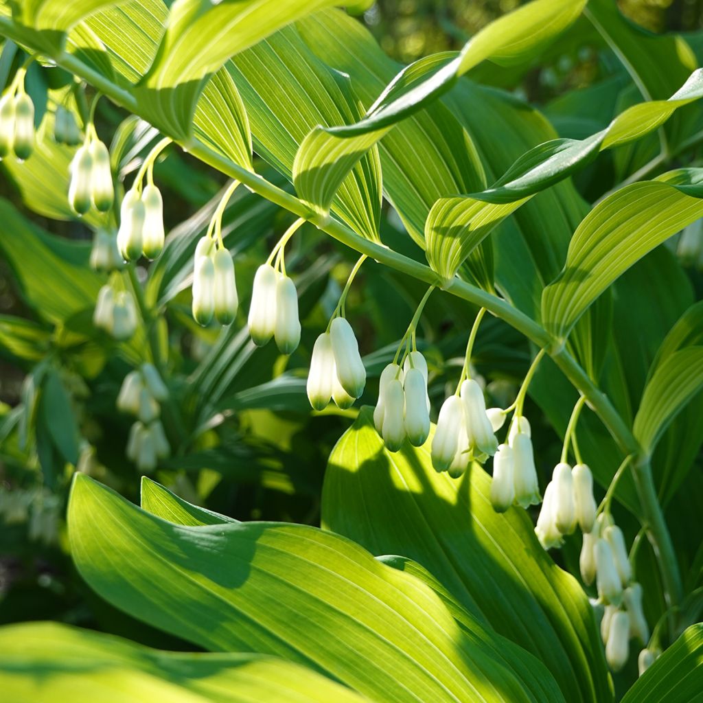 Sceau de Salomon - Polygonatum commutatum