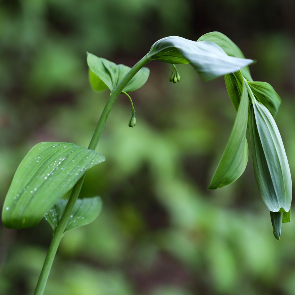 Sceau de Salomon - Polygonatum commutatum