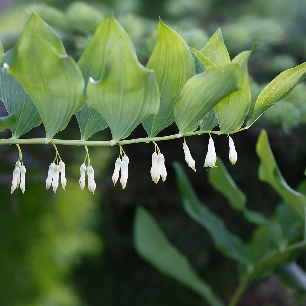 Sceau de Salomon - Polygonatum commutatum