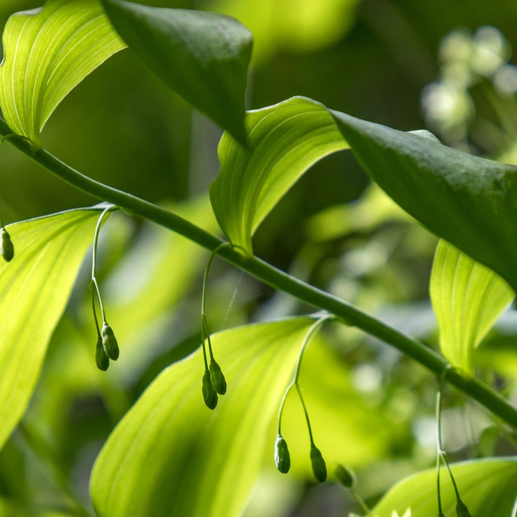 Sceau de Salomon - Polygonatum commutatum