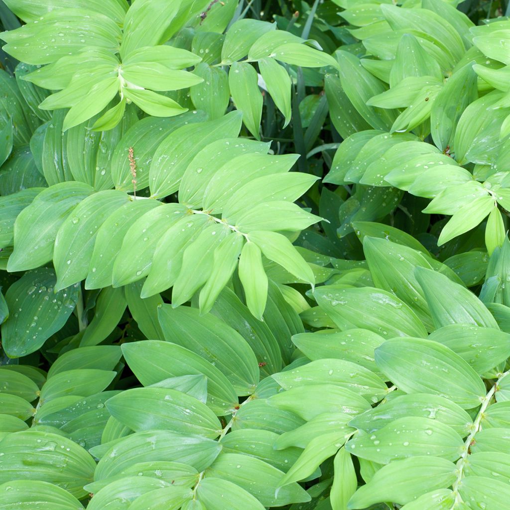 Sceau de Salomon - Polygonatum commutatum