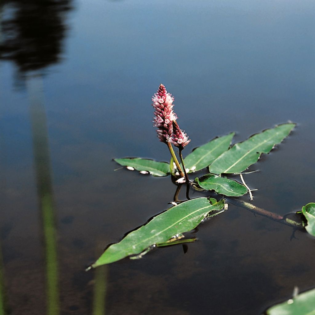 Persicaria amphibia - Renouée amphibie