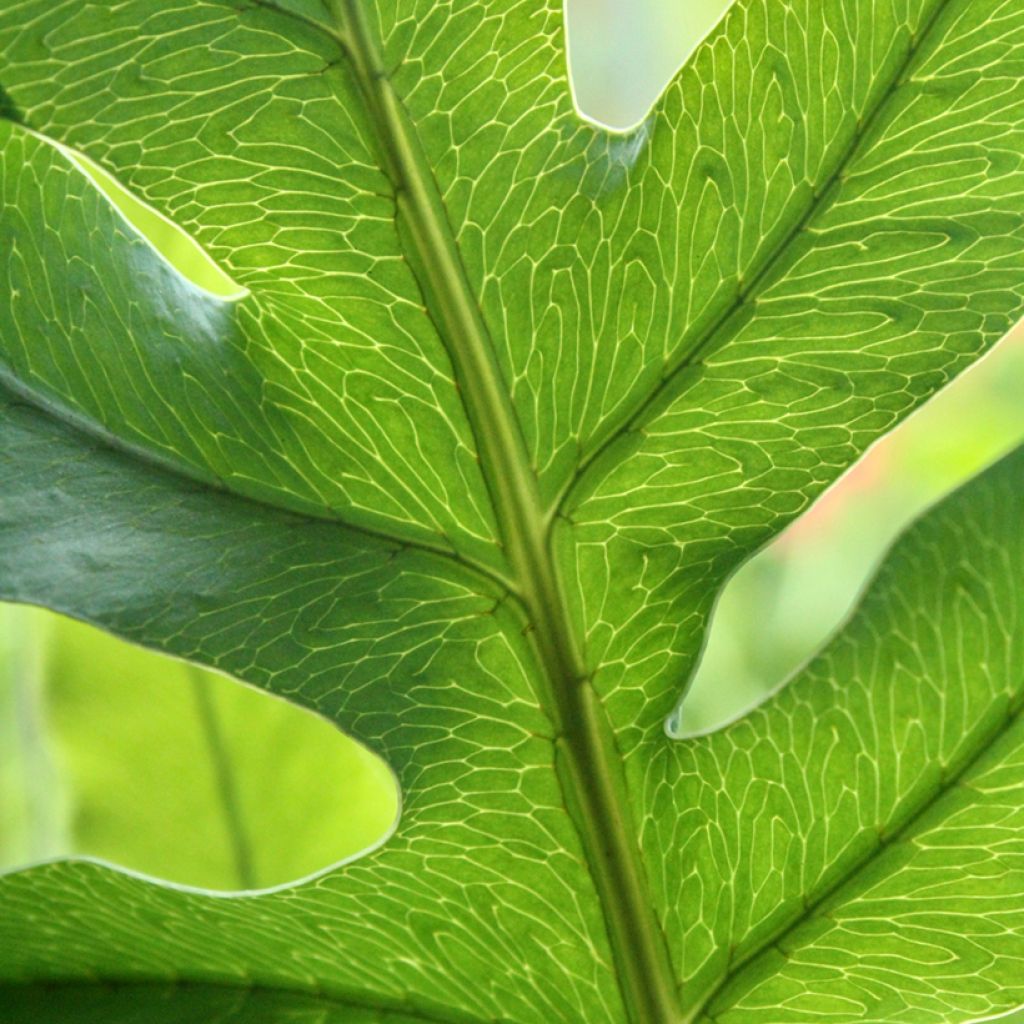 Polypodium ou Phlebodium pseudoaureum - Fougère bleue de Virginie