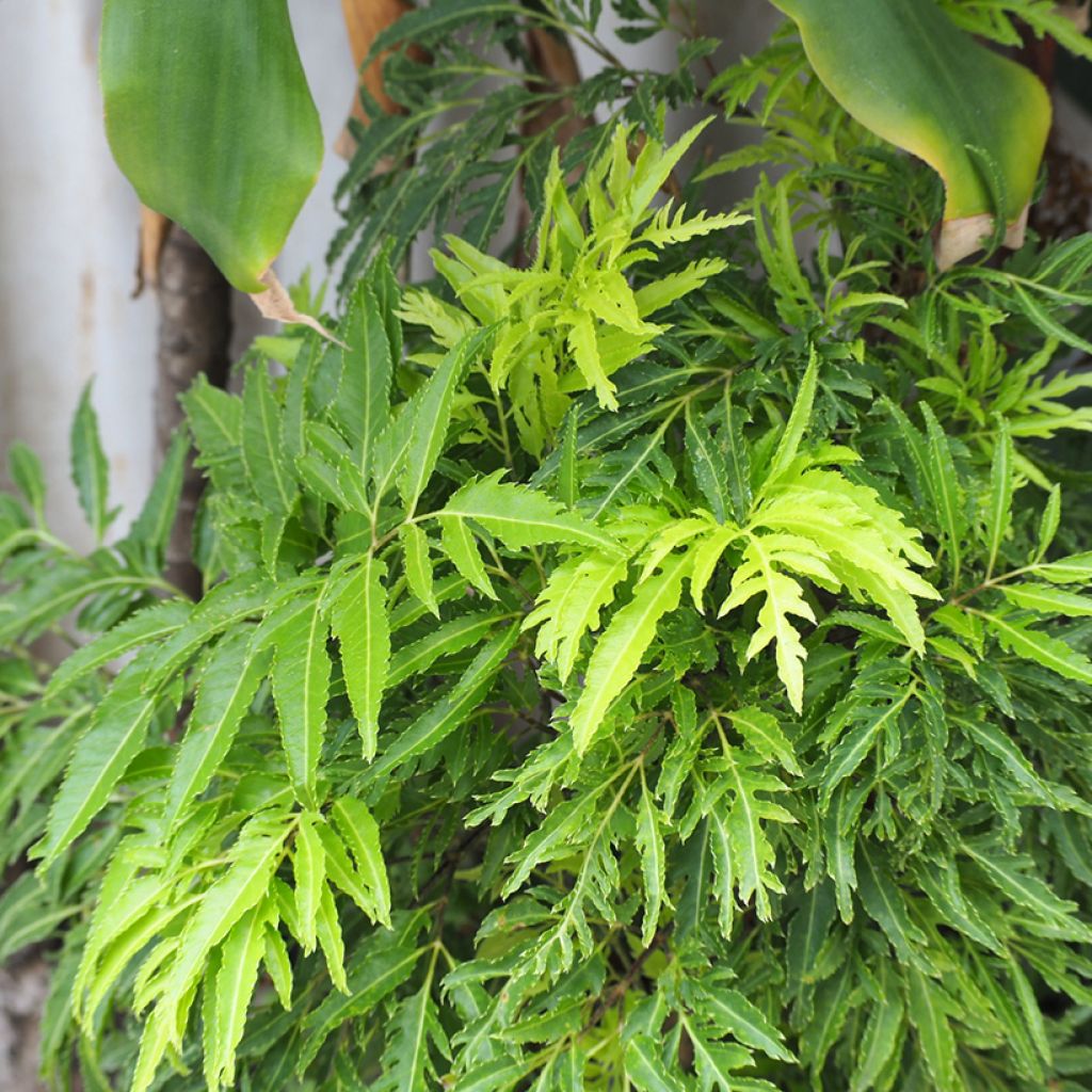 Polyscias filicifolia - Faux-aralia à feuilles de fougère